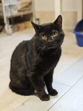 MEPHISTO, Katze, Hauskatze in Großröhrsdorf