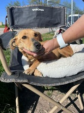 KOKONA, Hund, Mischlingshund in Bulgarien