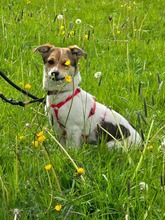 ENYA, Hund, Mischlingshund in Hamburg