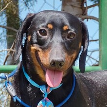 PANCHO, Hund, Dackel in Schmidmühlen