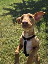 ZEUS, Hund, Podenco-Mix in Wedemark