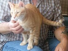 FINDUS, Katze, Europäisch Kurzhaar in Pulheim