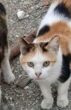 IRIS, Katze, Europäisch Kurzhaar in Sehnde