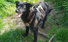 PAULA, Hund, Hütehund-Mix in Knüllwald
