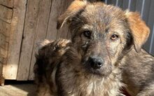 LILIA, Hund, Hütehund-Mix in Feldkirchen-Westerham
