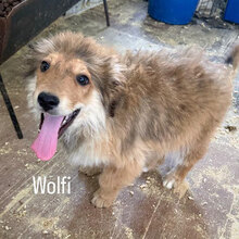 WOLFY, Hund, Mischlingshund in Rumänien