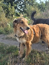WOLFI, Hund, Mischlingshund in Kerpen