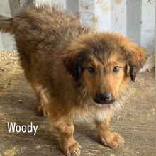 WOODY, Hund, Mischlingshund in Rumänien