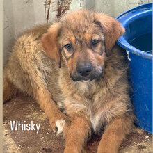 WHISKY, Hund, Mischlingshund in Kerpen