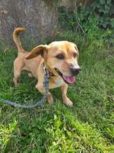 MUSLICA, Hund, Dackel Mischling in Ungarn