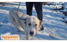 LENCSE, Hund, Mischlingshund in Ungarn