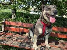 MILLI, Hund, Mischlingshund in Ungarn