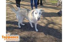 SUSY, Hund, Mischlingshund in Ungarn