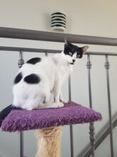 MILKA, Katze, Hauskatze in Spanien