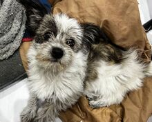 INNA, Hund, Bichon-Mix in Mettmann