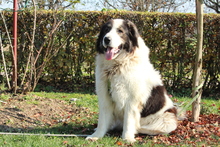 BRUNO, Hund, Mischlingshund in Hagen