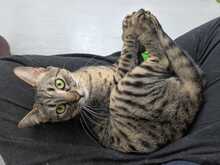 DIEGO, Katze, Europäisch Kurzhaar in Garching