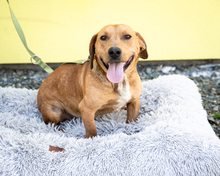 VICTOR, Hund, Mischlingshund in Hagen