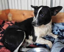 SUSI, Hund, Mischlingshund in Grethem