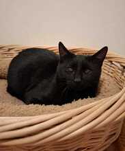 SID, Katze, Europäisch Kurzhaar in Garching