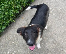 PANDA, Hund, Mischlingshund in Rumänien
