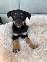 PHIL, Hund, Mischlingshund in Bulgarien