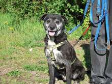 BLACKY, Hund, Mischlingshund in Ungarn