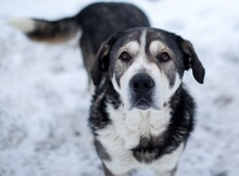 OSKAR, Hund, Mischlingshund in Rumänien