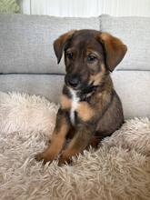 LEANO, Hund, Mischlingshund in Bulgarien