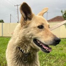 DAISY, Hund, Mischlingshund in Griechenland