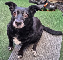 EMMA, Hund, Mischlingshund in Neuss
