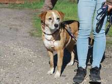 BROWNI, Hund, Mischlingshund in Ungarn