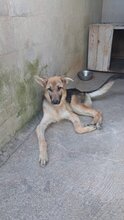 LUIS, Hund, Mischlingshund in Italien