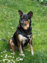 LIBERTY, Hund, Mischlingshund in Birkenau