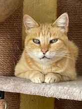MERLIN, Katze, Europäisch Kurzhaar in Spanien