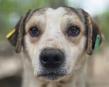 PUKI, Hund, Mischlingshund in Rumänien