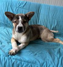 MISHA, Hund, Mischlingshund in Lindholz