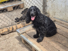 TASSIMA, Hund, Cocker Spaniel in Buchholz
