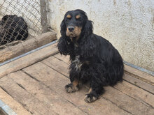 TASSIA, Hund, Cocker Spaniel in Buchholz