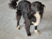 ERNI, Hund, Mischlingshund in Bulgarien