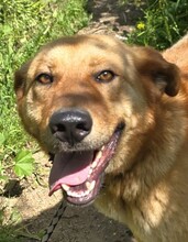 RUGGINE, Hund, Mischlingshund in Italien