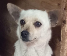 BIANCHINA, Hund, Mischlingshund in Italien