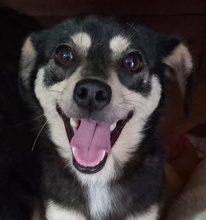 LILLA, Hund, Mischlingshund in Italien