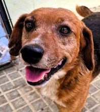 ROCKY, Hund, Mischlingshund in Italien