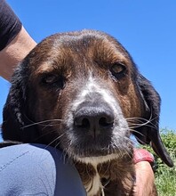 GEO, Hund, Sardischer Segugio Mix in Greven