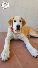 RAFA, Hund, Mischlingshund in Spanien