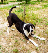 AMADO, Hund, Mastin Galgo Mischling in Spanien