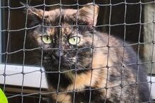 TALA, Katze, Europäisch Kurzhaar in Berlin