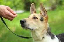 LUCKY, Hund, Schäferhund-Mix in Ukraine