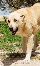 BERTA, Hund, Mastin Español in Spanien
